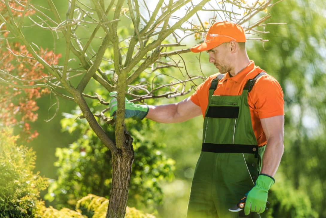 Methods of Pruning