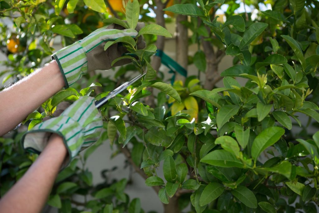 What is the 1/3 rule for pruning