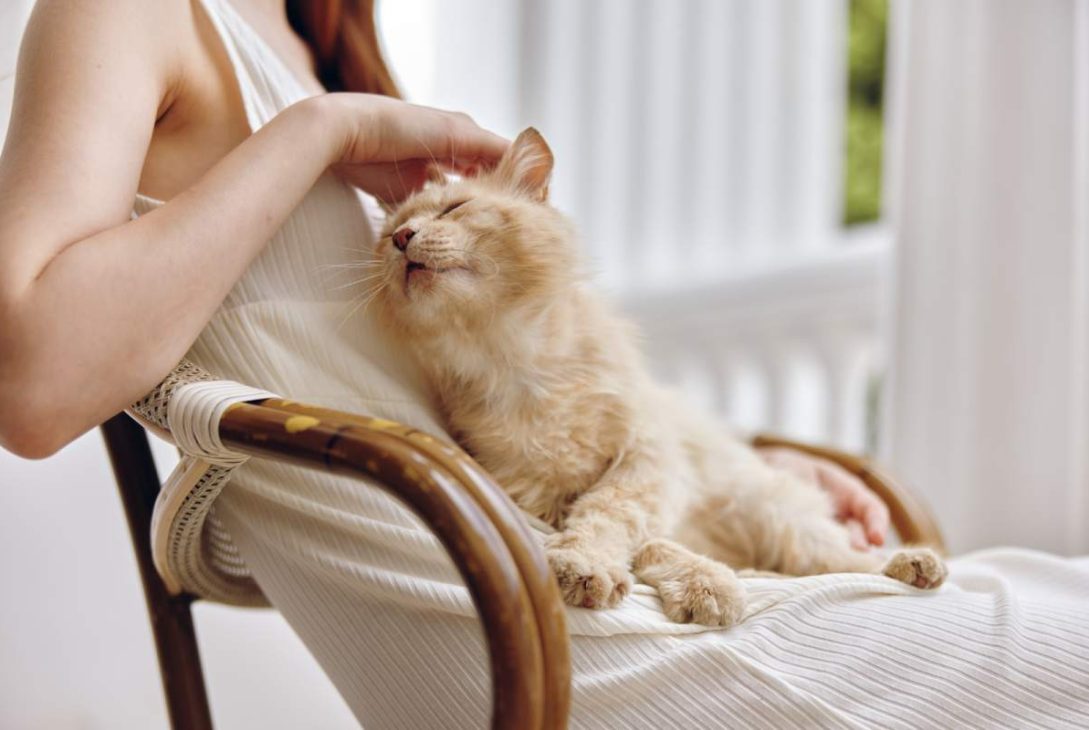 beautiful woman sitting on the terrace with a cat 2023 11 27 05 16 42 utc 1