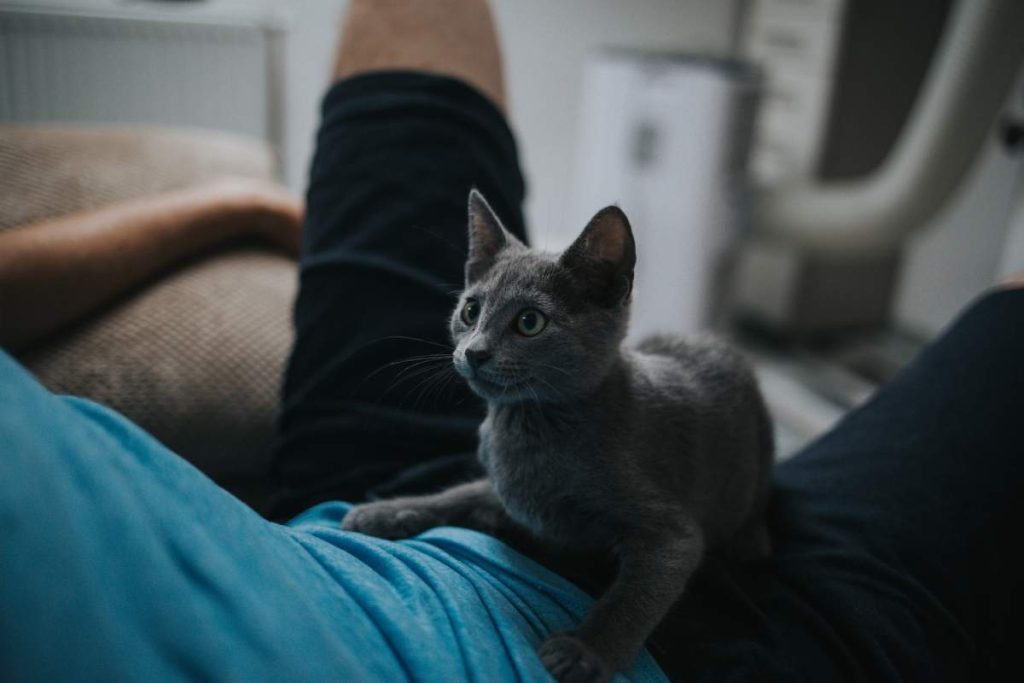 selective focus shot of an adorable gray domestic 2023 11 27 05 08 39 utc