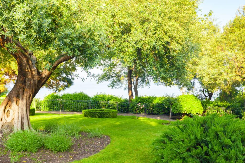 city park panorama of a beautiful park 2026 01 08 22 43 01 utc 1