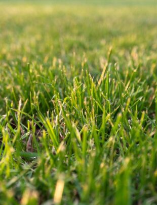 lawn grass in the city park close up background wi 2026 01 07 01 03 43 utc 1