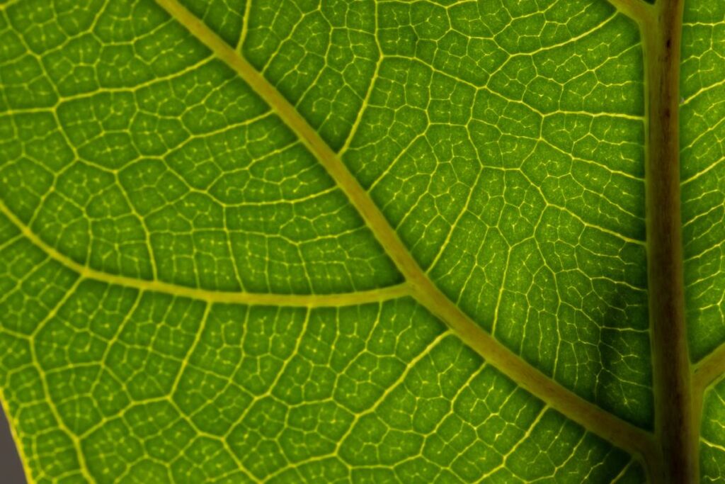 micro close up of green leaf and copy space 2026 01 09 08 42 02 utc 1