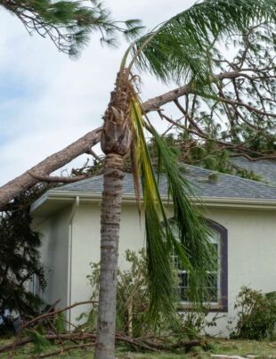 damage to florida house roof from uprooted tree af 2026 03 17 06 47 23 utc 1